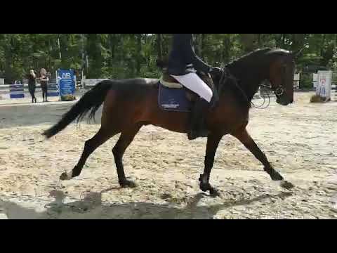 C-MINION 7j. Holst. v. Carnot - Quidam de Revel - for sale