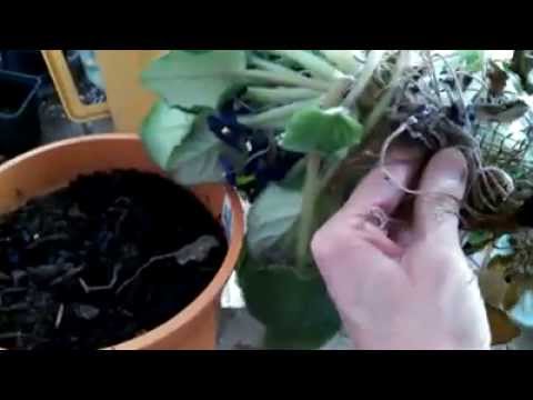 How to Repot a Long Neck and Also Cure Root Rot