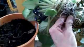 How to Repot a Long Neck and Also Cure Root Rot