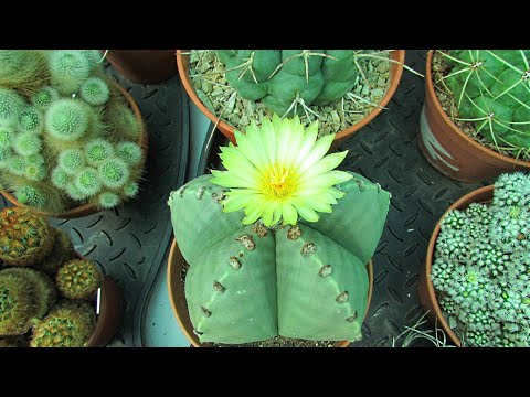 My Astrophytum Myriostigma Var. Nudum Cactus with a beautiful Flower