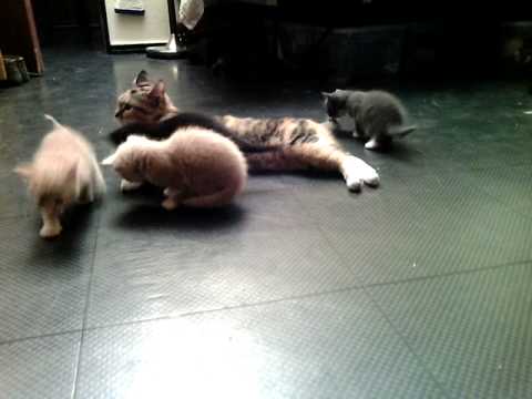 Yashe's kids the first presentations