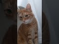 Ginger The Senior Cat Shy To Play Shorts