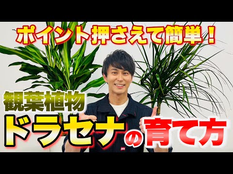 園芸 マセラシオン