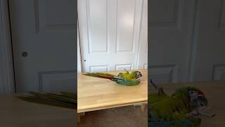 Great Green Macaw Likes to Play Dead! 😆
