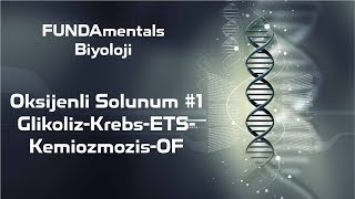 Oksijenli Solunum #1 Glikoliz-Krebs-ETS-Kemiozmozi