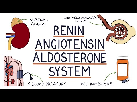 Renin-Angiotensin-Aldosteron-System (RAAS)