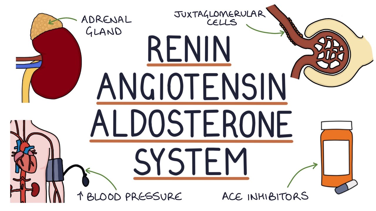 Renin Angiotensin Aldosterone System (RAAS)
