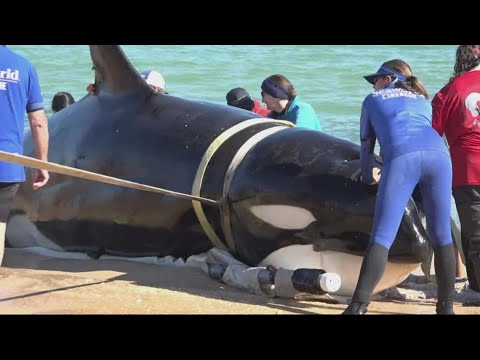 Expert: Orca found in Flagler County is first ever recorded stranding in Southeast United States