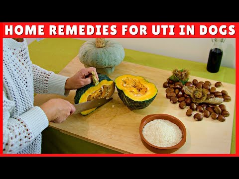 10 Home Remedies For Urinary Tract Infection In Dogs ✅