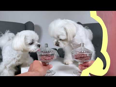 Maltese Puppy Taste Test - Worlds Smelliest Fruit 😅