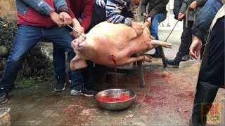 Chinese traditional pig  slaughter,Master level .中国乡村大师级杀猪