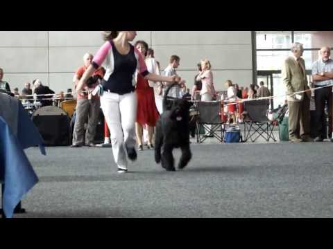 Riesenschnauzer-Endrunde- JSA am 09.06. 2013 in Rostock- Jahressieger BODO VOM HEXENWALD