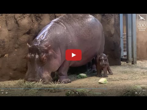 We're in love! Get to Know CMZoo's Brand-New Baby Hippo