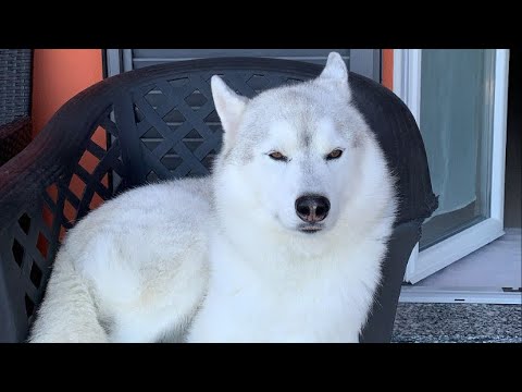 Quanto pelo perde un SIBERIAN HUSKY?