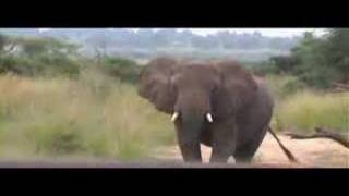 preview picture of video 'elephant with half sized trunk'