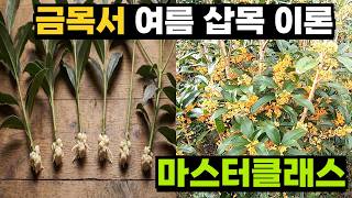 불황에도 잘 팔리는 금목서, 실패 없는 여름 삽목 기술