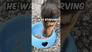We found & rescued a hungry puppy