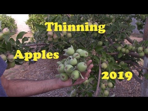 image-When should you thin apple trees?