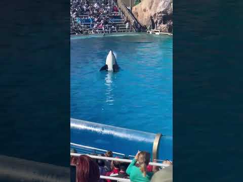 #orca #acrobatics #keiko #california #eu