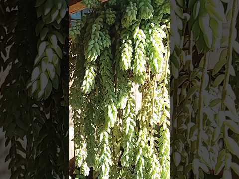 que Sol ☀️ lindo aqui no sítio em Jesuítas PR #paraná #agro #fazenda #sitios #vidanaroça