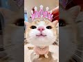 Can You Kiss Me Meow Meow Meow Shorts Cat Funny Kitten Kenjzifarm Petsunited