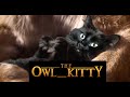 The Lion King - Starring my cat OwlKitty