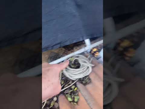 Do THIS to RID RATS inside your home!! 🏡🐀🐀🐀🐀🐀
