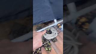 Do THIS to RID RATS inside your home!! 🏡🐀🐀🐀🐀🐀