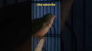 Download lagu cigun paud belajar ngebren #ciblekgunungngebren #cigunngebren #masterancigun mp3