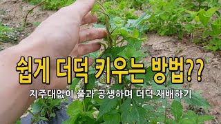 지주대없이 더덕 쉽게 키우기 / 잡초와 함께 공생하며 재배하는법.. 시골농부 천하대감