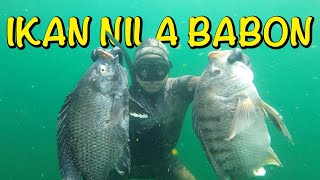 Download lagu PANEN IKAN NILA BABON LIAR, TERNYATA BERSARANG DI KEDALAMAN INI!!! Spearfishing Danau Toba mp3 Download lagu PANEN IKAN NILA BABON LIAR, TERNYATA BERSARANG DI KEDALAMAN INI!!! Spearfishing Danau Toba mp3