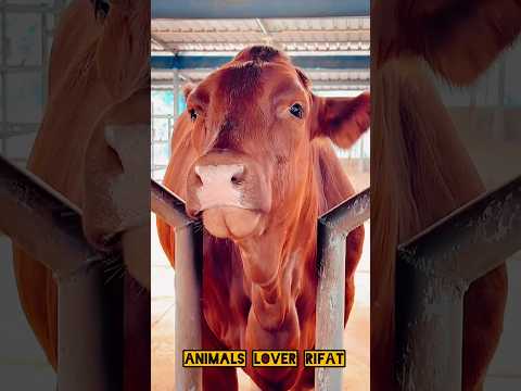 cow Lovers new short video 👌🔥#cow #animals #shorts #viralvideo #foryou #2025