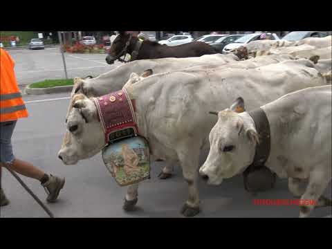 ORE 15,00 TRANSUMANZA DI UNA FIUMANA DI MUCCHE PIEMONTESI A ROBILANTE (CN) SAB. 19 - 6 - 2021.