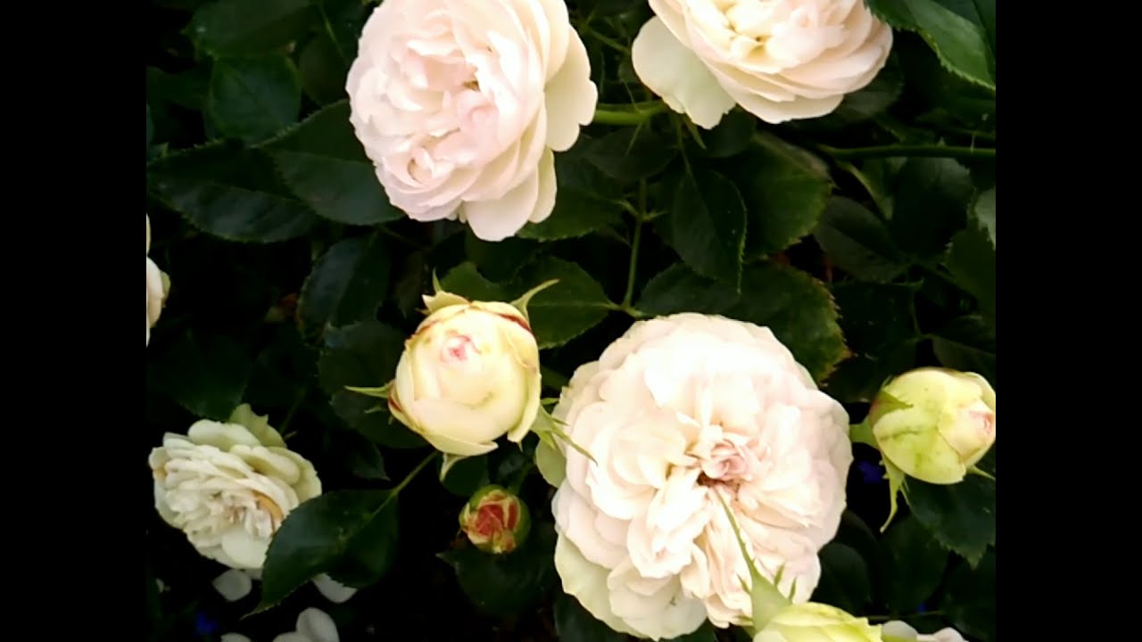 Роза Pastella TANTAU 2004 г.