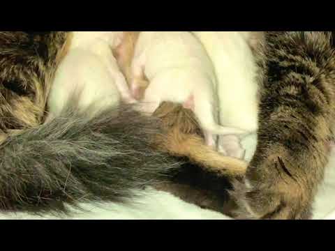 Finally Snow Bell & Berry's Babies ❤️😍🥰