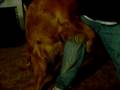 Jesse Humped