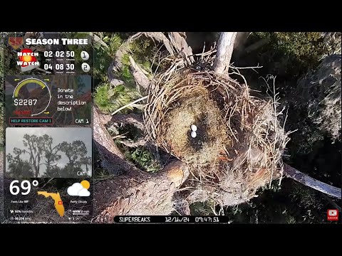 Eagle Nest Pepe &amp;amp;amp;amp; Muhlady, FL