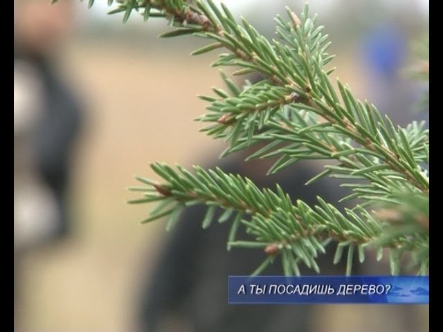 Да зашумят сосны и тополя.