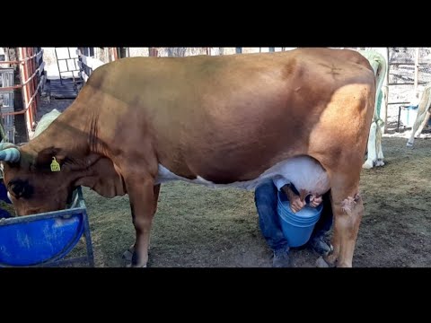 La ordeña es el trabajo que se realiza a diario en los ranchos