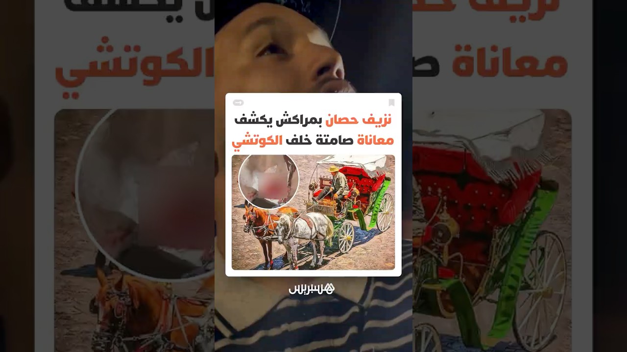 من وسيلة سياحية إلى مأساة.. معاناة أحصنة الكوتشيات تثير استياء مواطنين وتفتح ملف الرفق بالحيوانات thumbnail