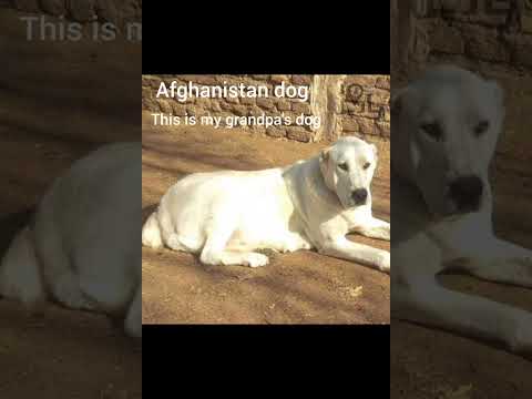 Amir Extreme🥷 - Afghanistan dog Attitude status#craft #funnyvideo #funnyshorts #minecraft #game #brahma #magic#logic