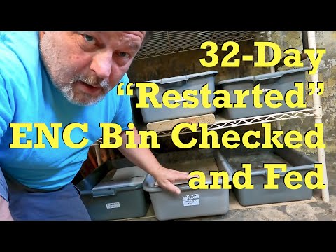 "Restarted" 32-day ENC bin's 3rd feeding - worm farm vermicomposting