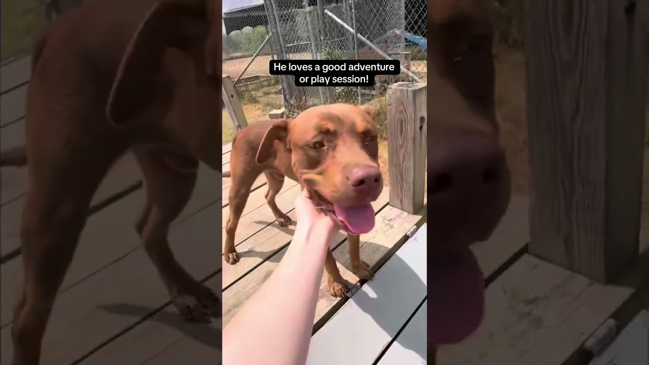 Enlarge Boudreaux, a Adoptable Mixed Breed in Brookfield, WI video 6/6