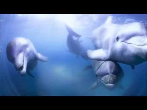 Delfine hautnah  - Trailer [HD] Deutsch / German