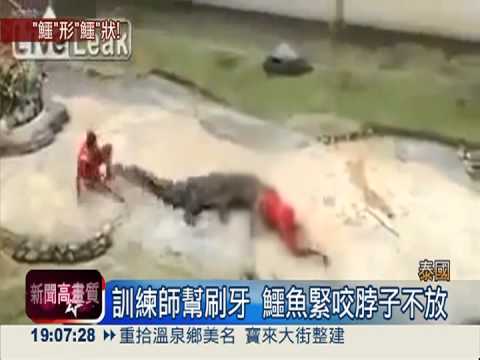 鱷魚大暴走 咬住訓練員脖子拖行
