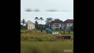 Bali バリ島ローカル　現地民の生活　〜　稲刈り　脱穀　米　収穫模様