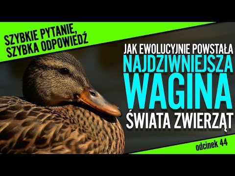 Jak zwiększyć grubość penisa Stwarza dla człowieka z małego penisa