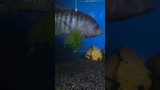 Download lagu Cara Ikan Tilapia Memakan Umpan Lumut #shorts #fishing #tutorial mp3