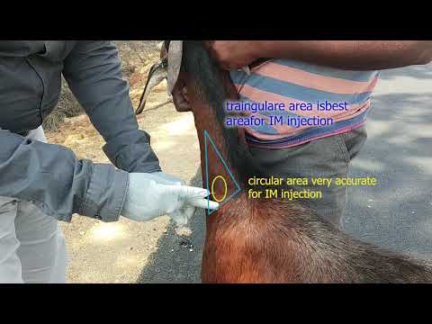 Intramuscular injection nerve damage ||vet treatment||Best injection sites in goat and sheep