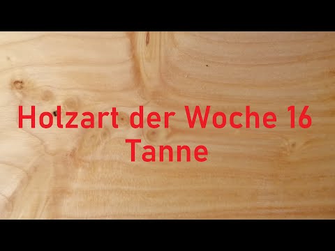 Holzbestimmung: Holzart der Woche 16 – Die TANNE, ist das nun das Gleiche wie die FICHTE oder nicht?